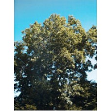 MSA FRAXINUS EXCELS 50ML