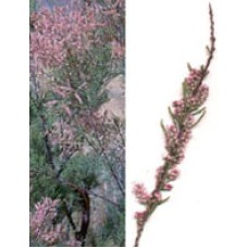 MSA TAMARIX GALLICA 50ML