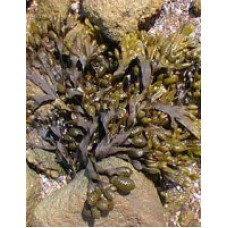 TSA FUCUS VESICULOS 50ML