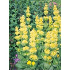 TSA GENTIANA LUTEA 50ML