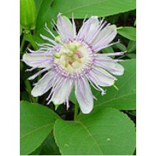 TSA PASSIFLORA INCARNATA 50ML