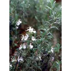 TSA ROSMARINUS OFFICINALIS50ML
