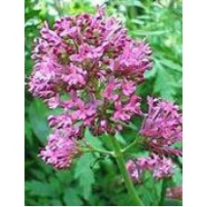 TSA VALERIANA OFFICINALIS 50ML