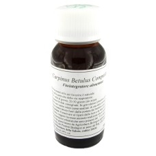 LVS 20N CARPINUS BETULUS COMP